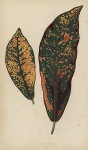 Croton Pictus alkotó: English School